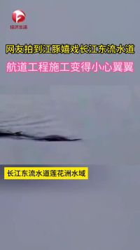 长江东流水道莲花水域，有网友拍到三五成群的野生江豚在水中觅食