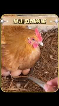 鸡蛋被拿走了母鸡会不会生气 #新知创作人