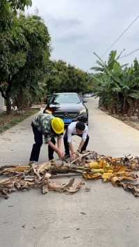 路见香蕉树农村工出手相助。