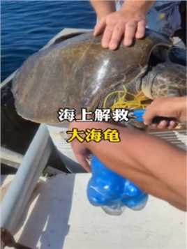 海上解救大海龟。