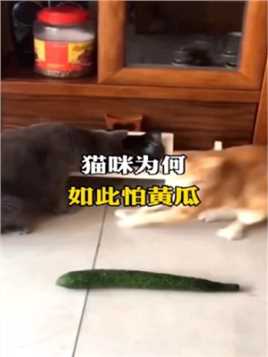 猫咪为何如此怕黄瓜。