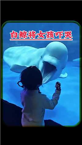 白鲸将女孩吓哭