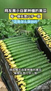 网友展示自家种植的黄瓜，每一根长宽几乎一致，“这是怎么做到的”
