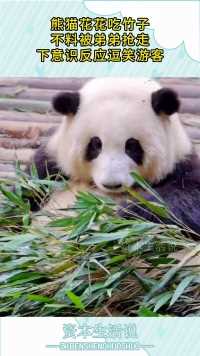 熊猫花花吃竹子，不料被弟弟抢走，下意识反应逗笑游客！