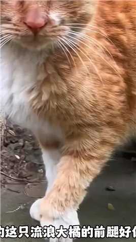 流浪猫大橘的前腿好像断了#搞笑 