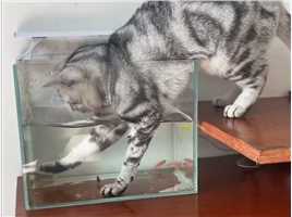 那些猫咪抓鱼名场面，谁才是猫界的抓鱼大师！ #搞笑 
