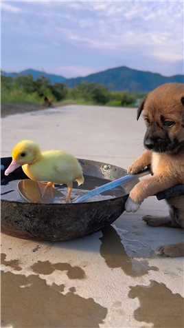 狗狗给小鸭子洗澡