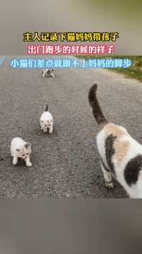 主人记录下猫妈妈带孩子
出门跑步的时候的样子
小猫们差点就跟不上妈妈的脚步
