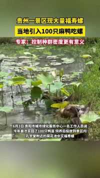 贵州一景区现大量福寿螺，当地引入100只麻鸭吃螺，专家：控制种群密度更有意义。