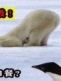 有人曾将69只企鹅带到北极放养，后来怎么样了？企鹅能活下来？#企鹅#动物#科普一下#北极#南极 (3)