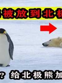 有人曾将69只企鹅带到北极放养，后来怎么样了？企鹅能活下来？#企鹅#动物#科普一下#北极#南极 (2)