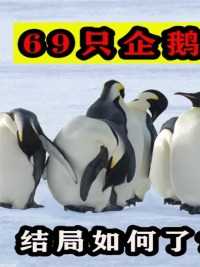 有人曾将69只企鹅带到北极放养，后来怎么样了？企鹅能活下来？#企鹅#动物#科普一下#北极#南极 (1)