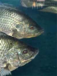 中国人爱吃罗非鱼，为何它在野外泛滥成灾？成高危入侵物种？#罗非鱼#鱼#美食#科普一下 (3)