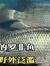 中国人爱吃罗非鱼，为何它在野外泛滥成灾？成高危入侵物种？#罗非鱼#鱼#美食#科普一下 (2)