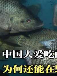 中国人爱吃罗非鱼，为何它在野外泛滥成灾？成高危入侵物种？#罗非鱼#鱼#美食#科普一下 (1)