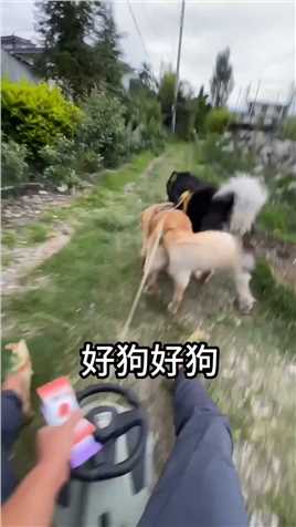 这才是雪橇犬的正确用法，平时摸鱼还想吃东西哈哈哈哈哈