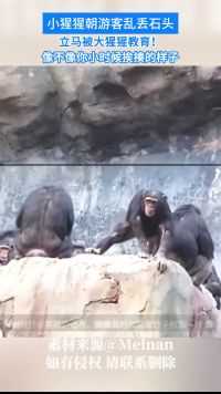 小猩猩朝游客乱丢石头，立马被大猩猩教育！