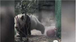 西直门三太子萌兰，翻墙越狱吓到路人，身为熊猫却养鸟当宠物