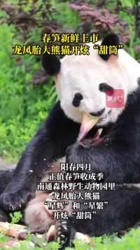 春笋新鲜上市，龙凤胎大熊猫开炫“甜筒”
