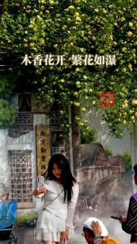 南京碑亭巷“流淌的木香花瀑”，超出片！