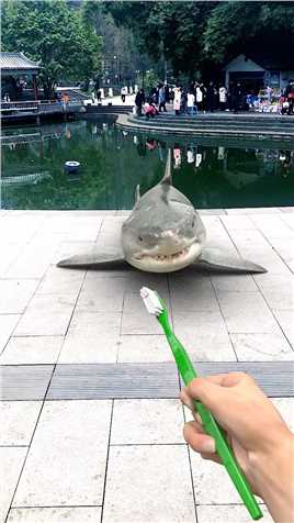 小朋友一定要爱护牙齿，早晚记得刷牙哟#鲨鱼#爱护牙齿