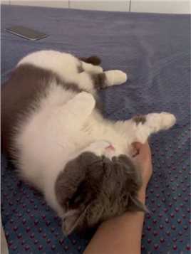 纯享版小猫说梦话，睡觉哼哼唧唧的！ #记录猫咪日常 #它真的好像个小宝宝