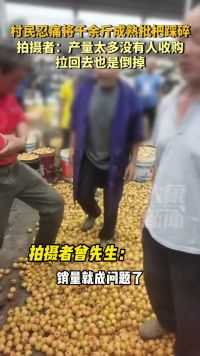 重庆，枇杷滞销，村民忍痛将千余斤成熟枇杷踩碎，拍摄者：产量太多没人收购，拉回去也是倒掉