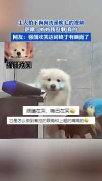 主人拍下狗狗洗澡吹毛的视频，网友：强颜欢笑这词终于有画面了