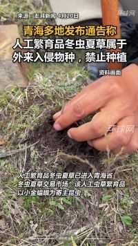 青海多地发布通告称，人工繁育品冬虫夏草属于外来入侵物种，禁止种植