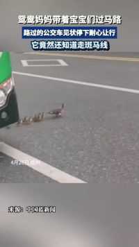 鸳鸯妈妈带着宝宝们排成“一”字队过马路，路过的公交车见状停下耐心