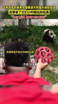 马来西亚奶爸来中国看望大熊猫升谊和谊谊 ，还带来了它们小时候玩的玩具。