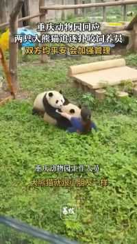重庆动物园回应大熊猫追逐扑咬饲养员