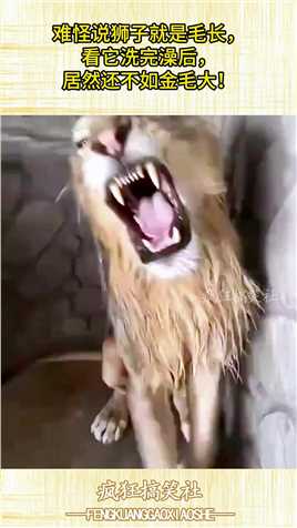 难怪说狮子就是毛长，看它洗完澡后，居然还不如金毛大！