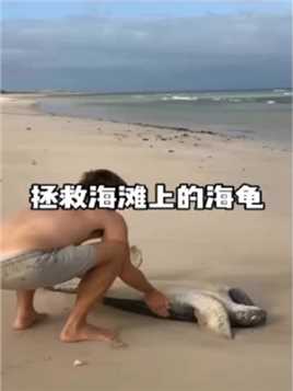 拯救沙滩上的海龟！