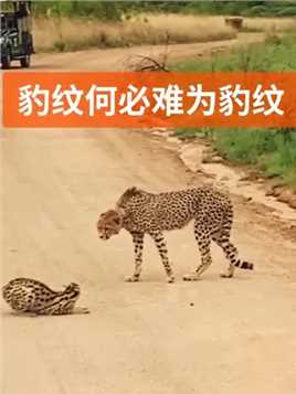 #动物世界 猎豹和薮猫撞衫，薮猫不开心！