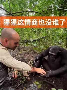 #猩猩猩猩懂礼貌讲卫生，还会求人办事！这情商也太高了
