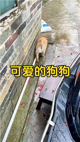 奔跑的小黄狗