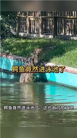 鳄鱼竟然进泳池了