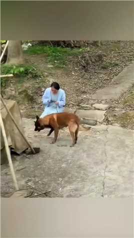 狗狗救助女子。     