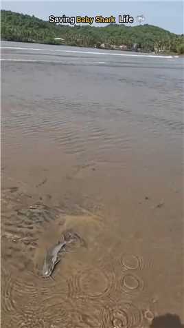 男子救助搁浅在沙滩上的小鲨鱼