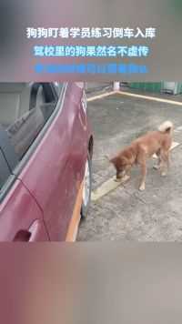 狗狗盯着学员练习倒车入库，驾校里的狗果然名不虚传