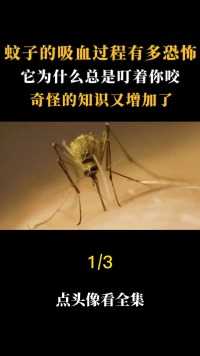 你知道蚊子的吸血过程有多恐怖吗它为什么总是叮着你咬？奇怪的知识又增加了#蚊子#夏天#叮咬 (1)