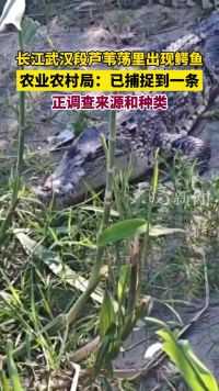 长江武汉段芦苇荡里出现鳄鱼 农业农村局：已捕捉到一条 正调查来源和种类