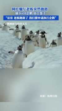 网红餐厅老板突然跑路留下6只企鹅，员工急了 “法官，老板跑路了，我们要申请执行企鹅”
