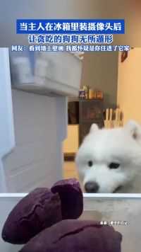 当主人在冰箱里装摄像头后，让贪吃的狗狗无所遁形！