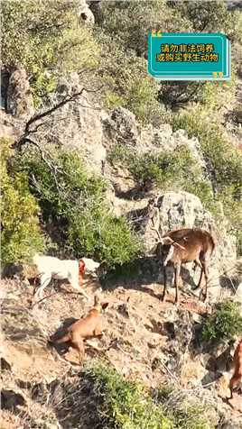 狗子仗着狗多势众，将野鹿围到悬崖边上，野鹿太可怜了