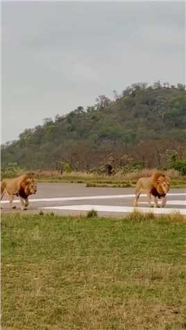 雄狮误入其它狮群领地，结果遭到2头狮子围攻，镜头拍下精彩一幕