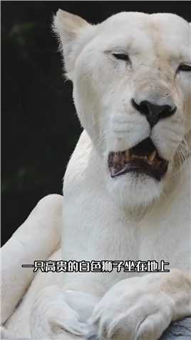 白色狮子，十分稀有