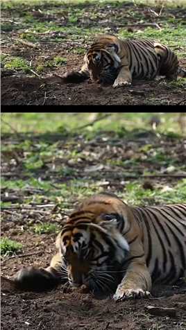 2头400斤重的老虎为争夺地盘，展开激烈厮杀，镜头记录激烈一幕