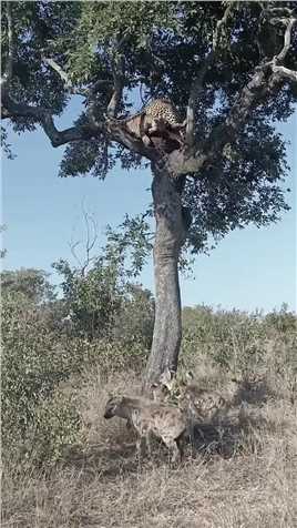 2只豹子为争夺一块肉，在树上展开激烈厮杀，下一秒意外发生
